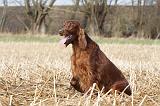 SETTER IRLANDAIS 322